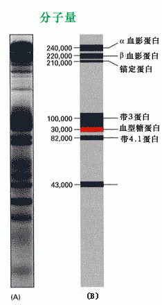 凝胶电泳图片3_副本.jpg